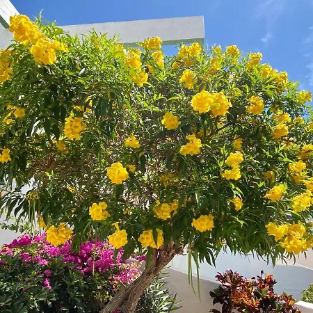 Acapulco Ocean View شقة فندقية