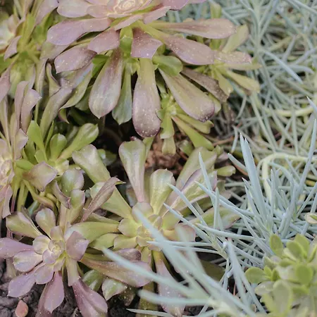 Acapulco Ocean View 4*