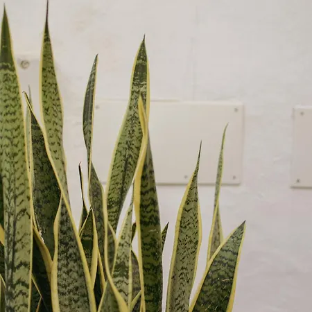 Acapulco Ocean View شقة فندقية San Agustín