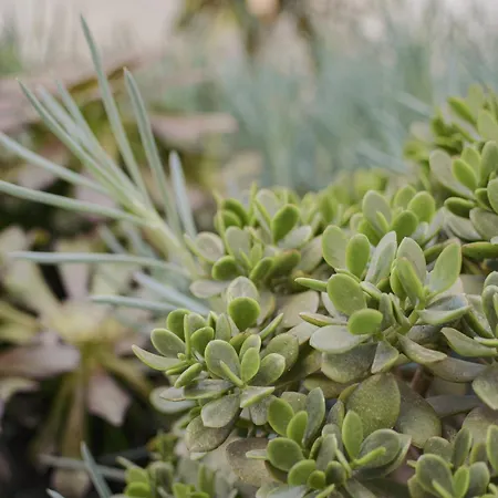 Aparthotel Acapulco Ocean View San Agustín